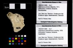 Foto (Objekt + Etikett) von Gastrosacus tuberosiformis (Lorenthey, 1929)  (NHMW-GEO-1990-0041-3898)